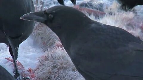 Close Up of Crows Eating Dead Hare Carcass