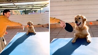 Playful Pup Just Wants To Join Owner's Ping-pong Game