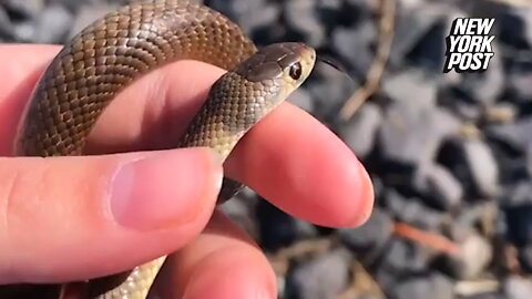 Little girl unknowingly handles one of the world's deadliest snakes in nail-biting video