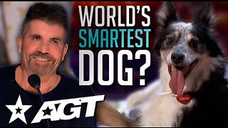 The World's Smartest Dog? Dog Helps Owner Get Ready in an ADORABLE Audition on America's Got Talent!