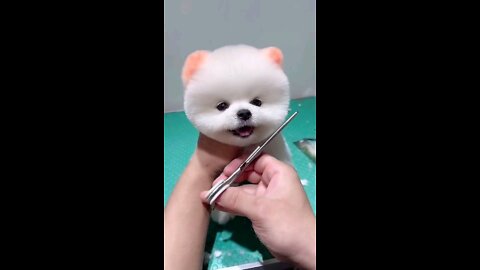 cute & funny dog |tik tok funny dog