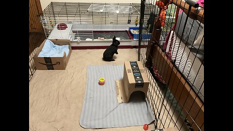 Cute bunny exploring his new home ❤️