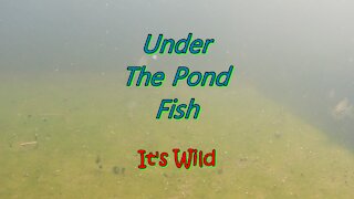 Under The Pond