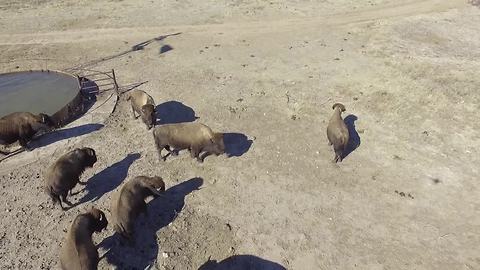 Creative Shepherd Uses A Drone To Herd Buffalo In Kansas