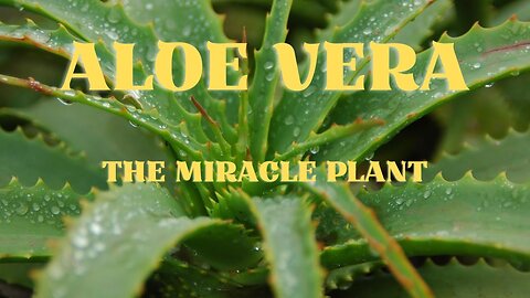 Aloe Vera - The Miracle Plant