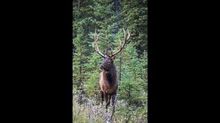 Huge Elk Bull with a Huge set of Antlers On Him