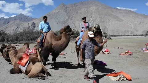 Ladakh Cold desert Camel Ride | double hump camel | never miss adventure | Bactrian Camel