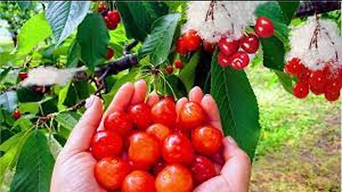 World's Most Expensive Cherry - Amazing Japan Agriculture Technology Farm - Best Cherry Harvest