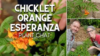 🍊 Chicklet Orange Esperanza Plant Chat | Esperanza Orange 🍊