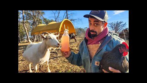 Simple Trick to HELP your CHICKENS & other livestock during the Winter