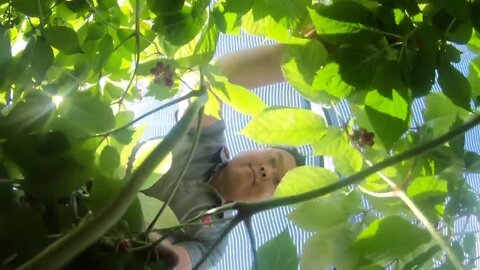 Road to November: Wisconsin ginseng farmer shares biggest concerns ahead of Election Day