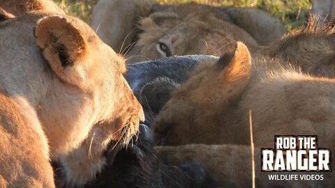 Lions Feed At Sunrise | Maasai Mara Safari | Zebra Plains