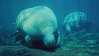 The Manatee, An Incredibly Majestic Creature, Calls The State Of Florida Home