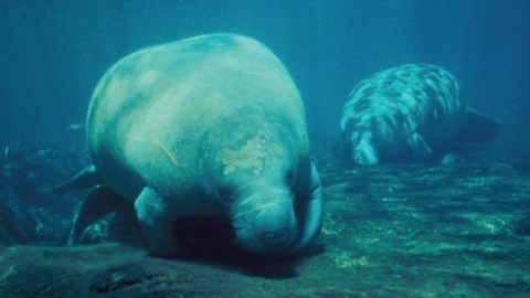 The Manatee, An Incredibly Majestic Creature, Calls The State Of Florida Home