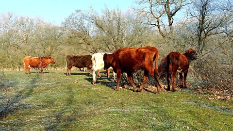 Pets Cow - Nature - Landscapes. Morning is the living sound of nature