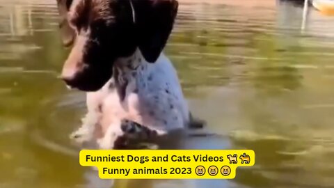 Funniest Dogs and Cats Videos 🐕🐈 Funny animals 2023 😆😆😆