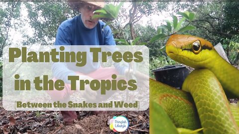 Planting Fruit Trees in the Tropics Between the Snakes and Weed #permaculturefarm