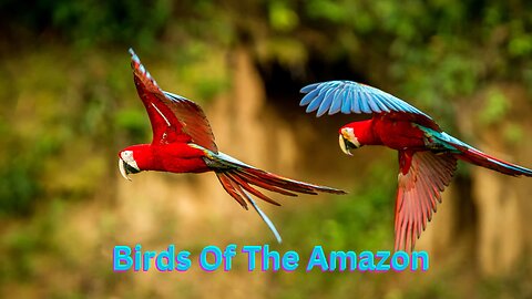 Amazon Birdwatching with Soothing Music