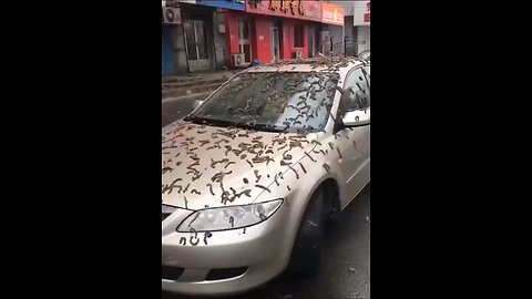 Chinese citizens were advised to seek shelter as it appeared to be raining worms.