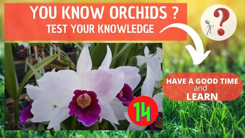 DO YOU KNOW ORCHIDS? WHAT IS THE NAME OF THIS ORCHID?HAVE FUN IDENTIFYING THIS ORCHID