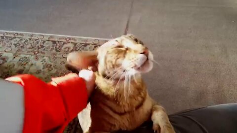 Oriental Cat enjoys the petting.
