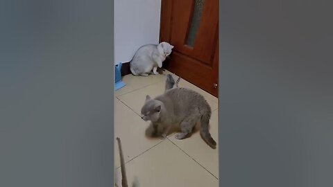Hilarious Cat Combat!