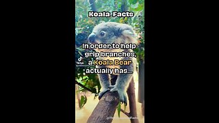 Koala Bear Amazingly Cool Fact