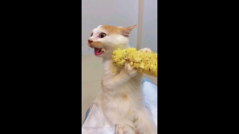 cat eating 😋