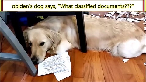 obiden's dog says, "What classified documents ???"
