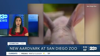 New Aardvark at San Diego Zoo