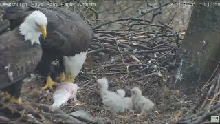 Hays Eagles big fish,little eaglets, Mom and Dad 2021 03 31 13:11