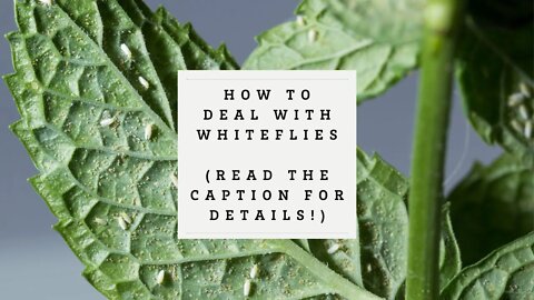 WHITEFLIES: Organic options for GETTING RID of them!