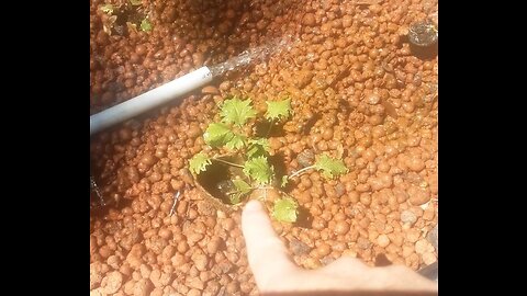 Cheap and easy food Hydroponics