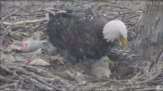 Hays Eagles Mom covers H13,H14,H15 after they see their first snow 4.1.21 9:12AM