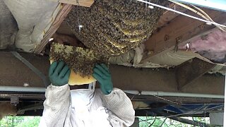 Monster bee hive being removed and then relocated to my home made Layens hive.