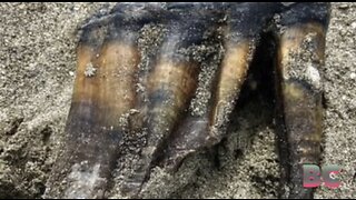 Woman walking on California beach finds ancient mastodon tooth