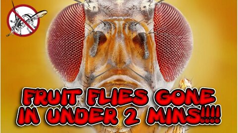 How To Get Rid Of Fruit Flies In UNDER 2 MINS!!!