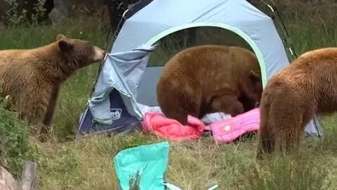 Black bears react to mock camping scene at Oakland Zoo