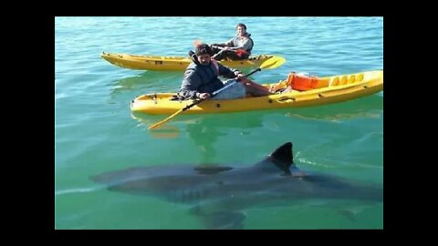 KAYAK Surfing Shark ATTACK #shorts
