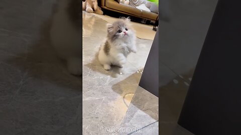 Cute kittens overload