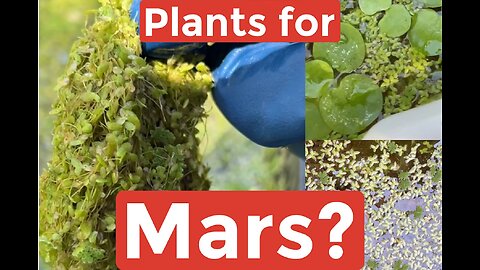 Azolla & Duckweed to MARS! Great for your fish and chickens too!