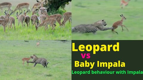 Magnificent Footage of Leopard Behaviour During Kill baby Impala |@Kruger Wild Animals