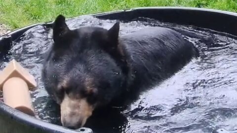 Bear is Bathing.