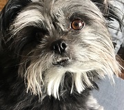 Dog loves singing along to Grease songs