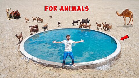 We Build Private Swimming Pool For Animals - In Desert