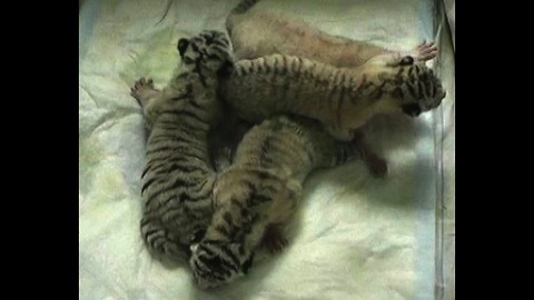 Four White Tiger Cubs