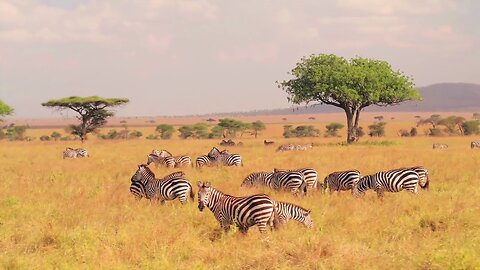 Wildlife Animals | Safari Moments | Forest
