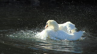 White swan grooming gracefully