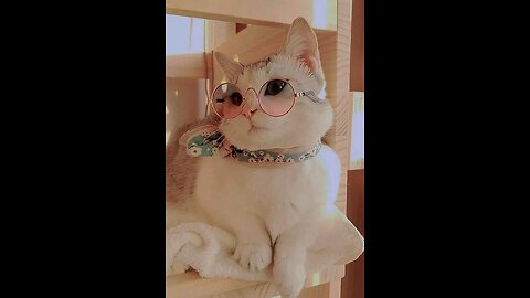 beautiful cat who loves style