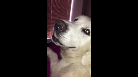 Dog loudly whines the instant owner stops petting him